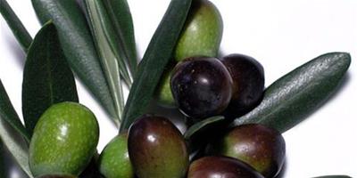 緊膚+去皺+減肥 橄欖油7種護膚方法