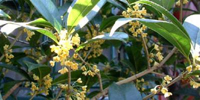 秋冬飲“花”塑造如花美人