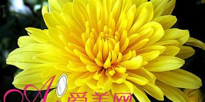 菊花美容 DIY自製面膜君子偏方