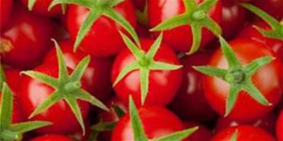 風靡日本的番茄減肥法 吃吃就能瘦