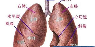 男性立秋後進補勿忘排毒