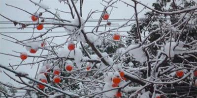 小雪節氣是哪一天 小雪節氣的計算公式