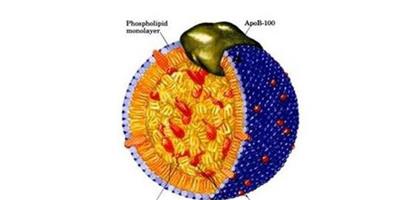 那個脂蛋白高是怎麼回事 5大降低脂蛋白高的方法介紹