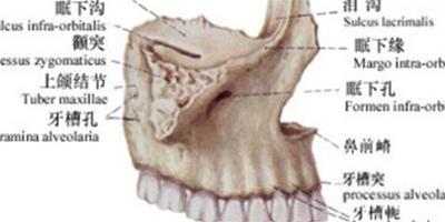 牙槽突的介紹 由骨頭夾合而成需及時治療