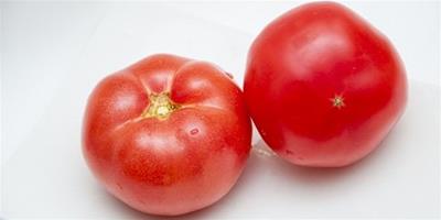 新番茄減肥法 4大食譜強力消脂