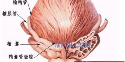 男性前列腺保健護理