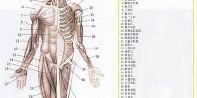 人頭肌肉結構介紹 健美愛好者不可不知的25類肌肉