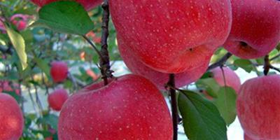 盤點蘋果為何能減肥 最健康的瘦身秘訣