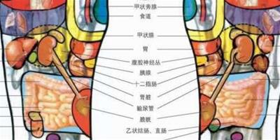 腳底穴位圖甲狀腺按摩手法介紹 幾大方法幫你促進身體代謝