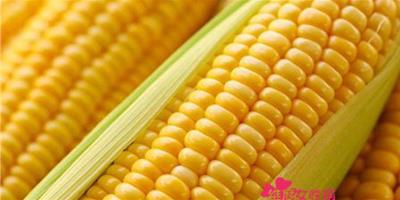 吃玉米能保護眼睛是真的嗎？