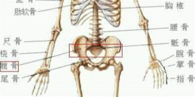 髖部是指哪裡 12個方法教你打開髖