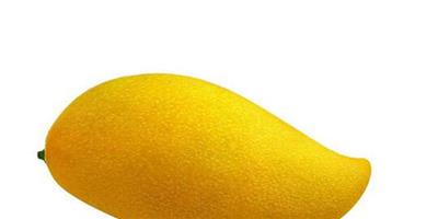 芒果晚上可以減肥嗎 芒果的熱量介紹