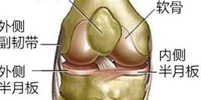 膝蓋韌帶圖介紹 助4大招護膝習慣養成