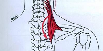 後背突出的骨頭叫什麼 背部肌肉與肩胛骨的關係