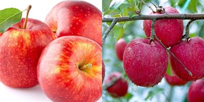 蘋果減肥法能瘦嗎 揭秘其中的四個原理
