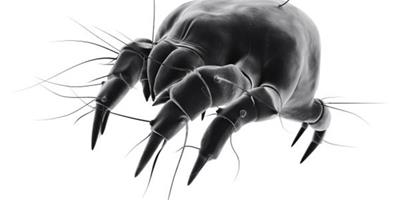 蟎蟲的危害及防治方法有哪些 簡單幾招讓你遠離疾病困擾