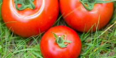 減肥試試西紅柿減肥法 7天瘦7斤