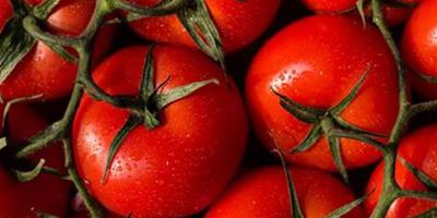 晚餐西紅柿減肥法 讓減肥健康又有效