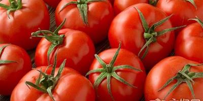 如何吃西紅柿減肥最快？這五種吃法值得一看！