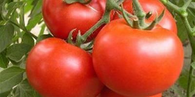 西紅柿有哪些美容功效 西紅柿怎么吃最營養