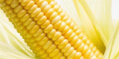 玉米能推動胃腸道吸收，許多人減肥都吃玉米，玉米是不是吃更減肥？