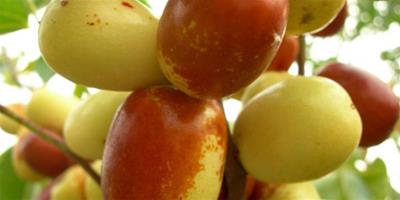 秋季哪些時令水果能排毒減肥