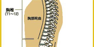 分享正常脊柱圖片 助你塑造標準脊椎形態
