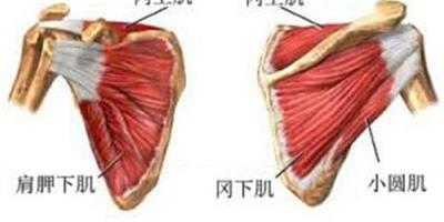 肩胛下肌損傷是怎麼回事 如何治療肩胛下損傷