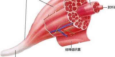 肌肉痛是怎樣引起的 預防法法有哪些