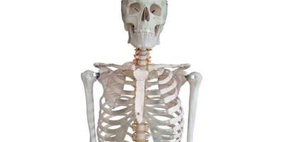 帶你走進手臂骨骼圖 你對人體結構瞭解多少
