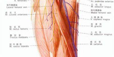 人體力量最強的大腿肌 注意發展大腿力量與肌肉體積