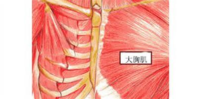 鍛煉你的大胸肌 3組動作刺激胸部肌肉變堅挺