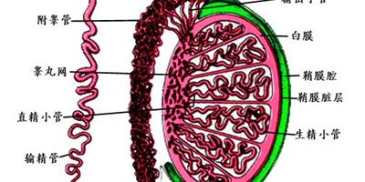 男性如何預防睾丸疾病