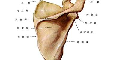 上肢骨有多少塊 人體上肢骨全解析