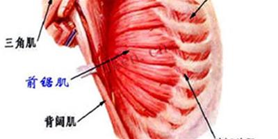 前鋸肌鍛煉方法圖解 七個動作讓你輕鬆擁有它