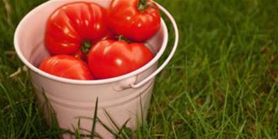 番茄的6個功效 不止減肥這麼簡單