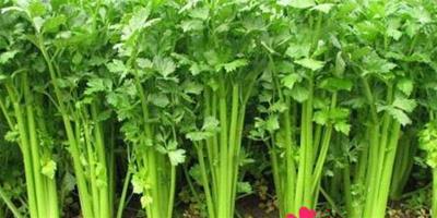 養生科普：芹菜的六大食療功效和三個品種