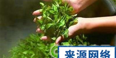 顏色非常鮮綠的茶葉品質高嗎