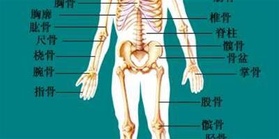 詳析人體骨骼解剖圖 解剖骨骼系統