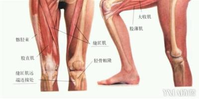 大腿肌肉疼是什麼原因呢 5大方法讓你快速緩解