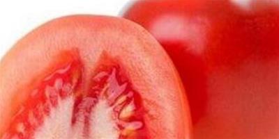 晚上只吃番茄能減肥嗎 每天吃幾個番茄才能輕鬆甩肉
