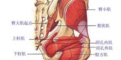 腿部肌肉圖解大全 讓我們更加認清人體的結構圖