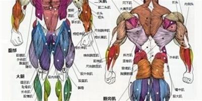 分享肌肉組織圖片 教你如何塑造好肌肉曲線