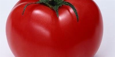 番茄健康減肥食譜