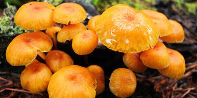 滑子菇可以減肥嗎 滑子菇的熱量