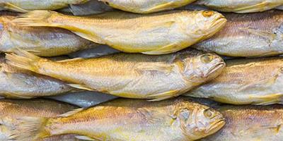 黃花魚可以減肥嗎 黃花魚的熱量